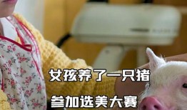 网红猪小七吃瓜视频在线观看,带你领略网红美食界的趣味瞬间